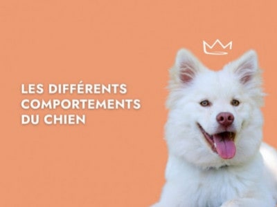 Les différents comportements du chien